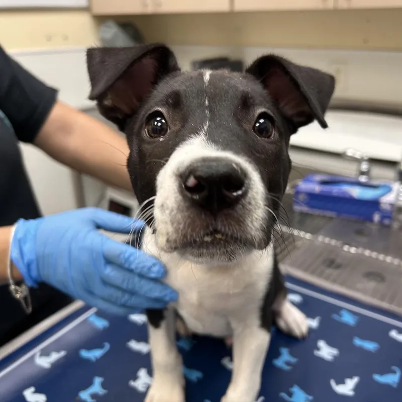 A baby large-sized male Black Pit Bull Terrier dog named Scout for adoption in Galveston, TX
