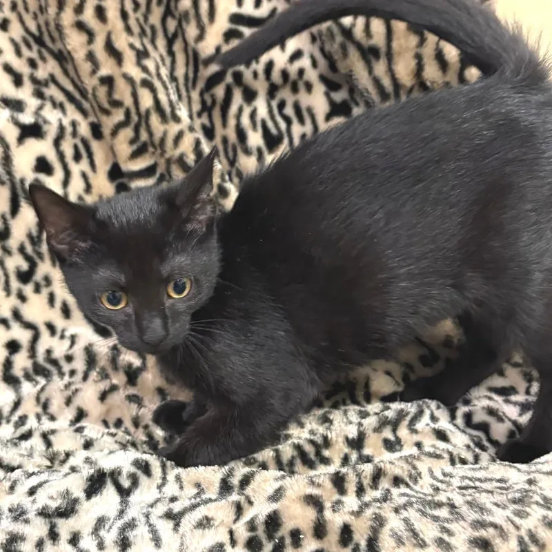 A baby small-sized female Black Domestic Short Hair cat named Strudel for adoption in East Hampton, NY
