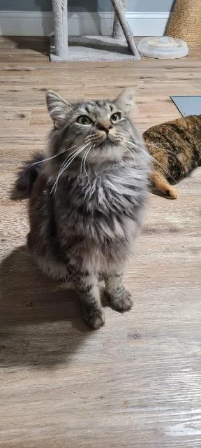 A young medium-sized male Domestic Long Hair cat named Issac Mewton for adoption in Pawtucket, RI