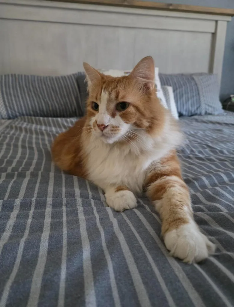 A young medium-sized male Domestic Long Hair cat named Garfield Cl for adoption in San Antonio, TX