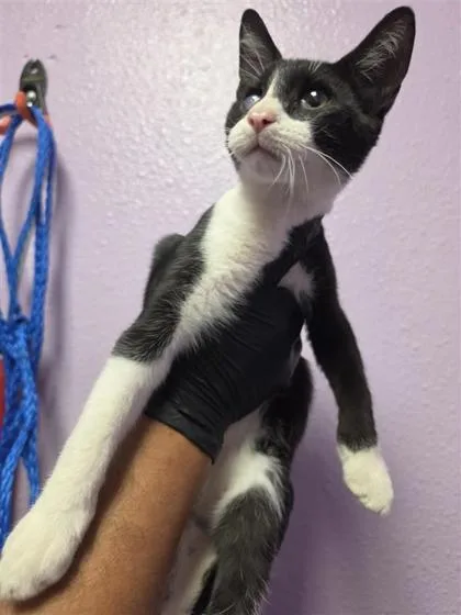 Chico