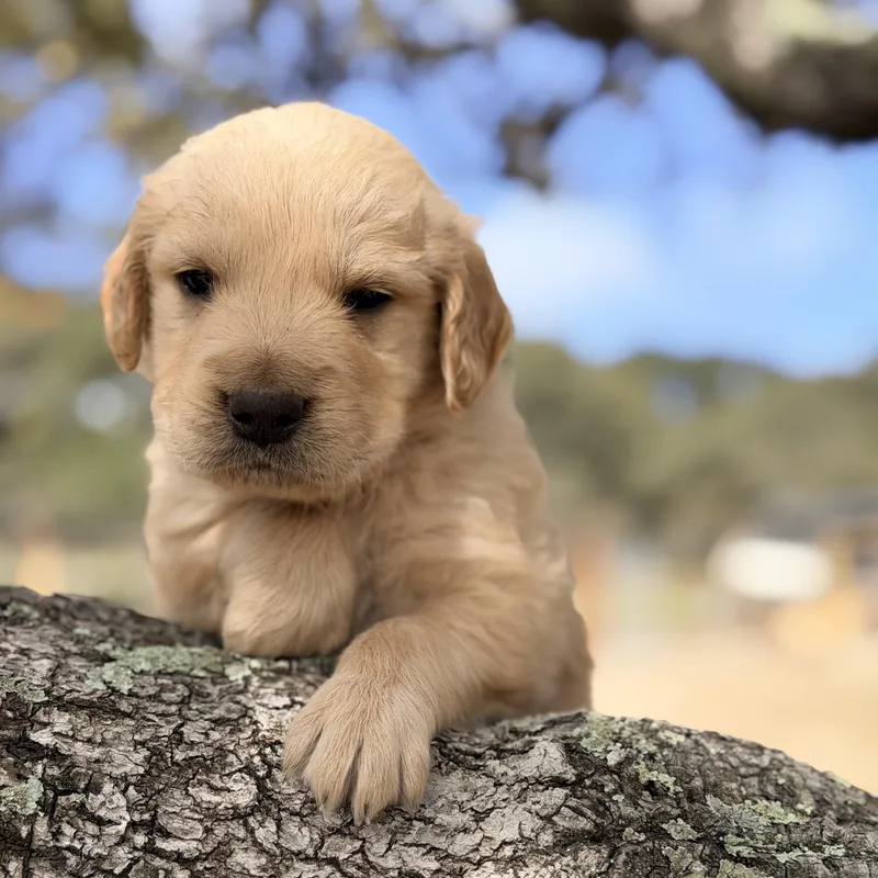 A baby large-sized male Golden Retriever dog named Gaston for adoption in Manvel, TX