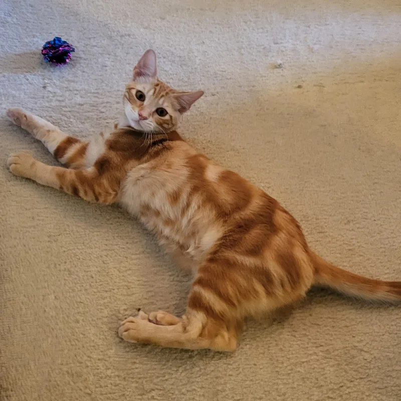 A baby medium-sized male Tabby (Orange / Red) Tabby cat named Phoenix for adoption in Dallas, TX
