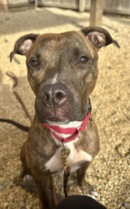 An adult medium-sized male Pit Bull Terrier dog named Bark Ruffalo for adoption in Washington, DC