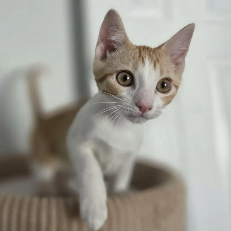 A baby medium-sized male Tabby (Orange / Red) Domestic Short Hair cat named Pj for adoption in Loveland, CO