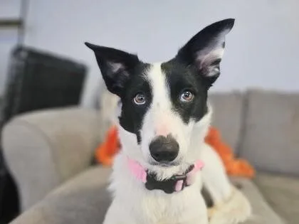 An adult medium-sized female White / Cream Collie dog named Collie for adoption in Partlow, VA