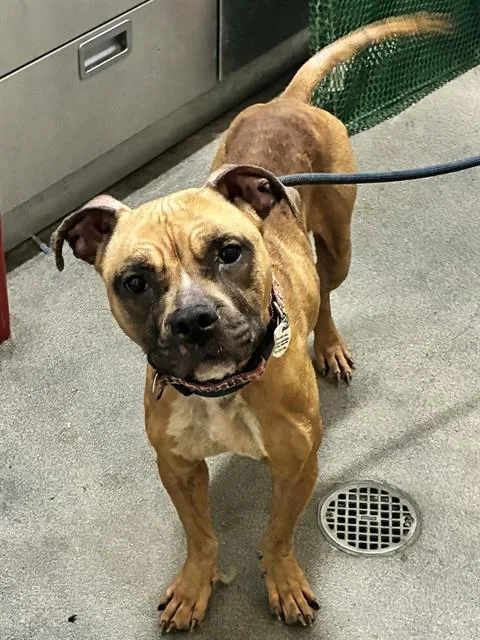 An adult medium-sized female Pit Bull Terrier dog named Teresa for adoption in Upper Marlboro, MD