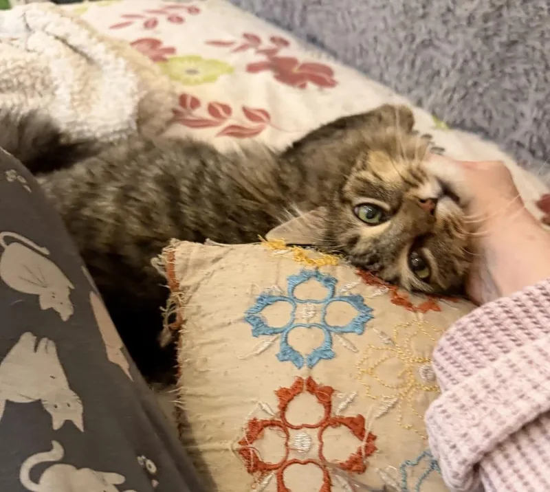 Schitt's Creek:  Ronnie thumbnail 4