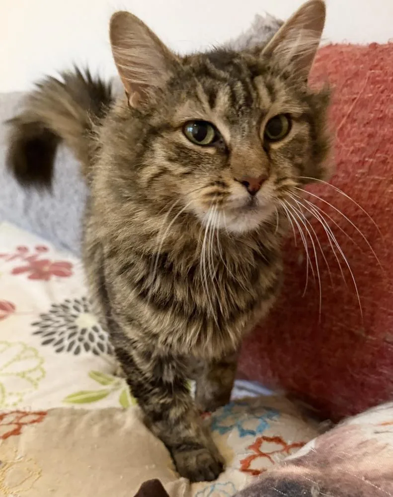 Schitt's Creek:  Ronnie thumbnail 5