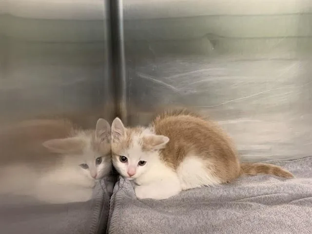 A baby small-sized male Domestic Short Hair cat named Enzo for adoption in Grand Prairie, TX