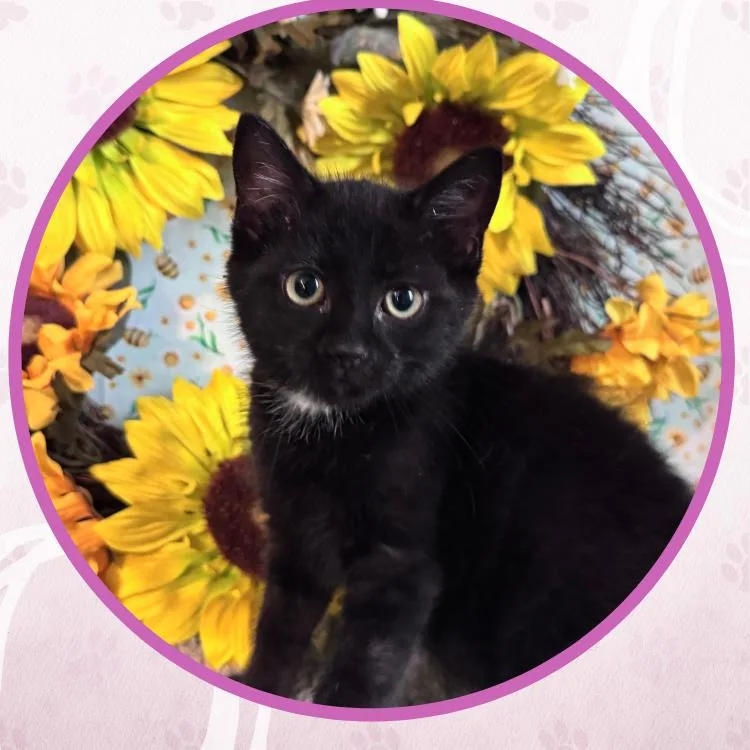 A baby small-sized male Black Domestic Short Hair cat named Paul Simon for adoption in Toms River, NJ