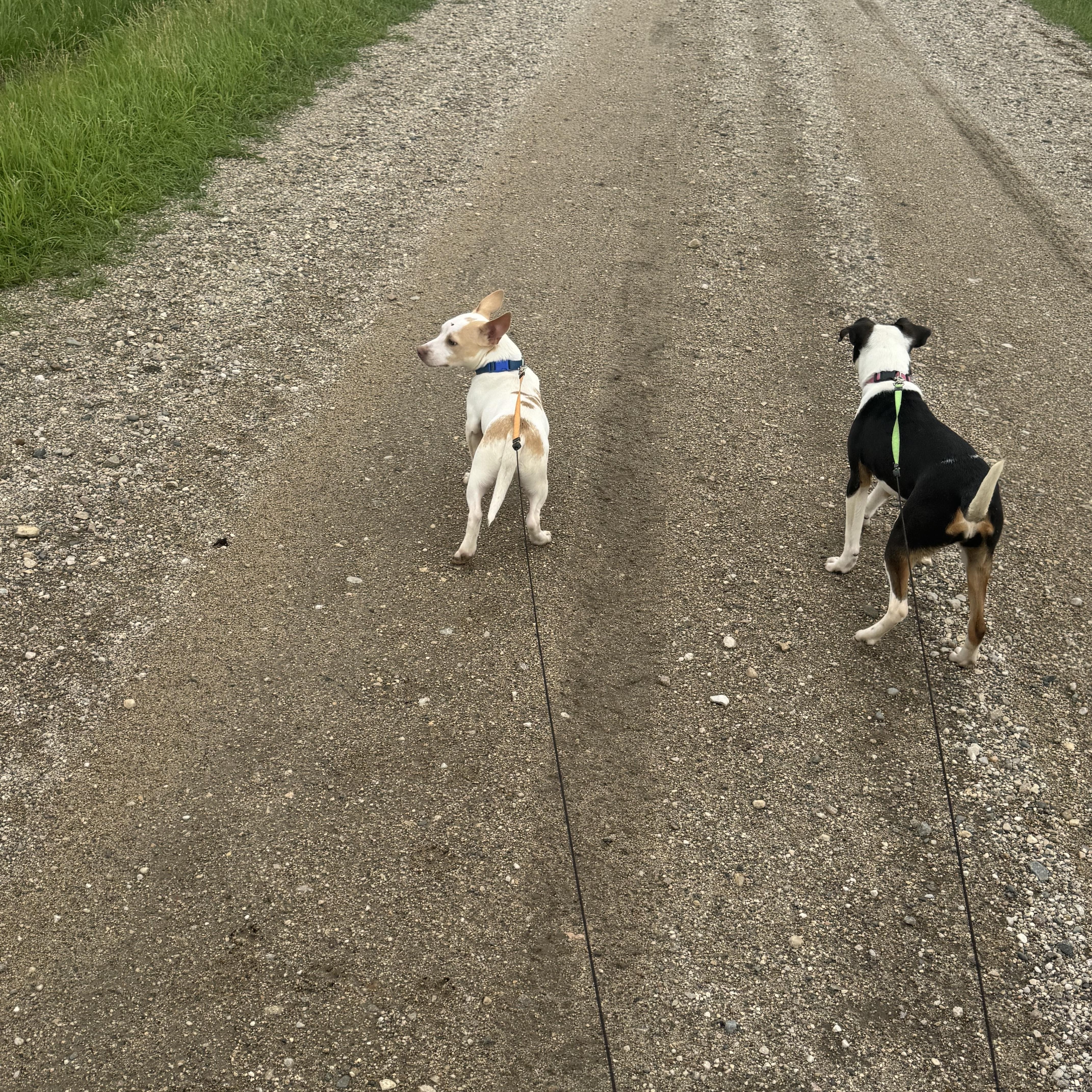 A baby small-sized female Chihuahua dog named Moo Moo for adoption in Cando, ND