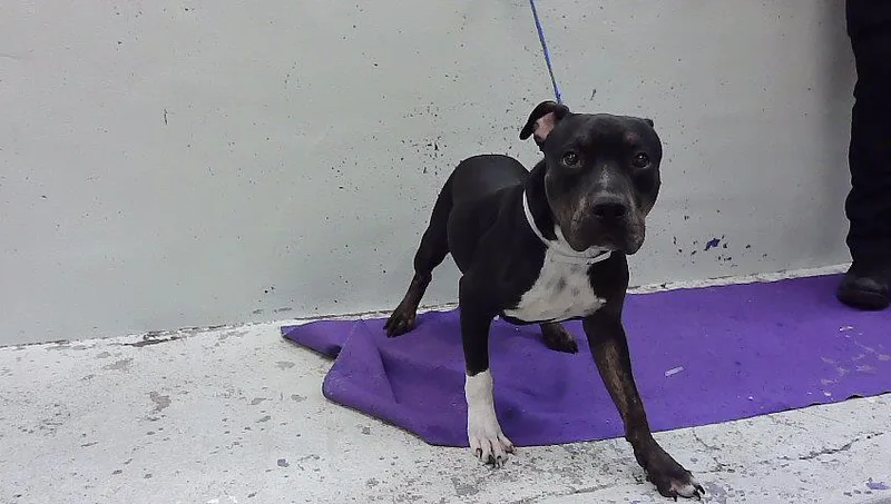 An adult medium-sized male Staffordshire Bull Terrier dog named Vince for adoption in Houston, TX