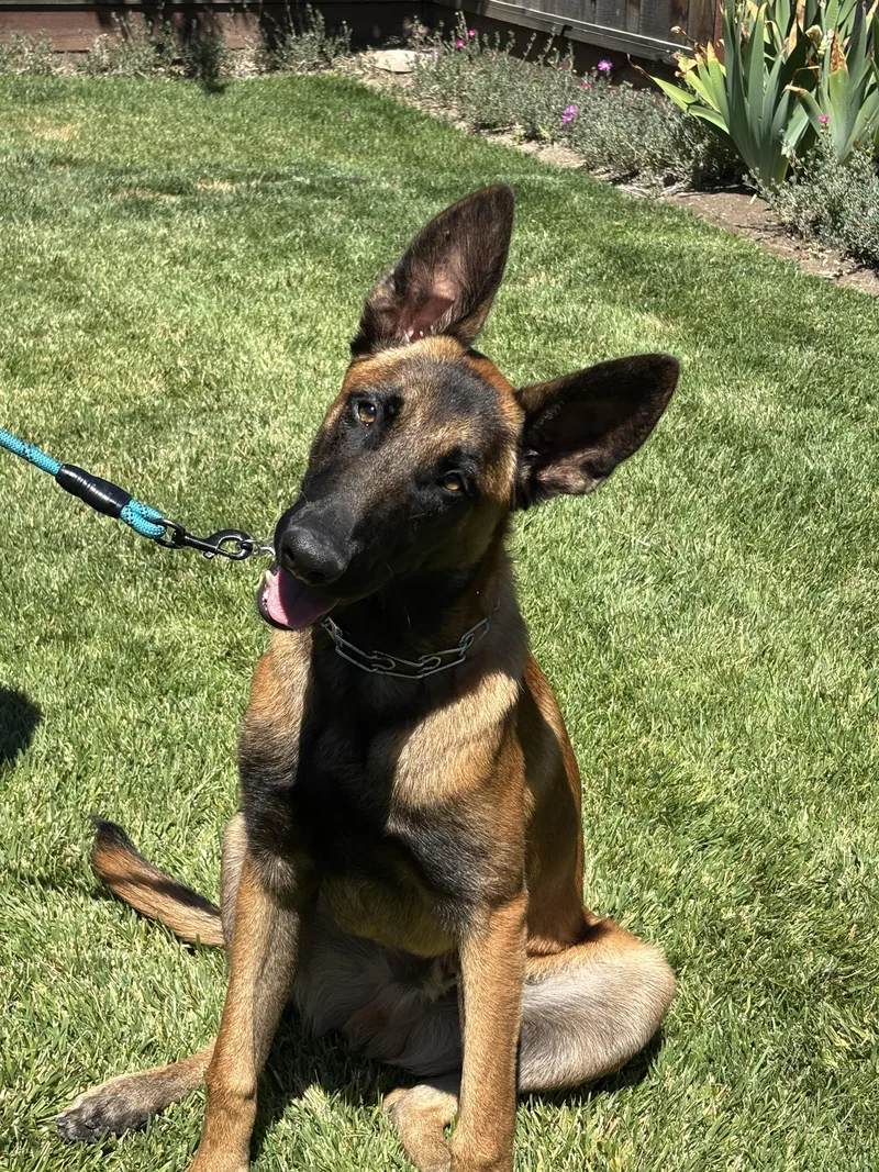 Duke