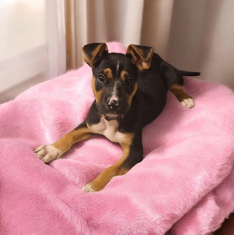 A baby small-sized female Bicolor Australian Shepherd dog named Pea for adoption in Mobile , AL