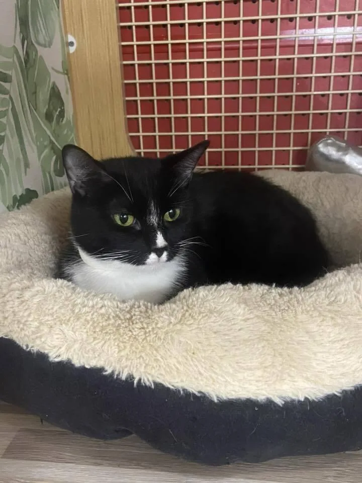 Momma Persephone thumbnail 3