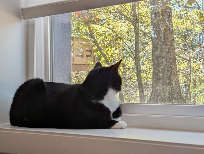 Momma Persephone thumbnail 5