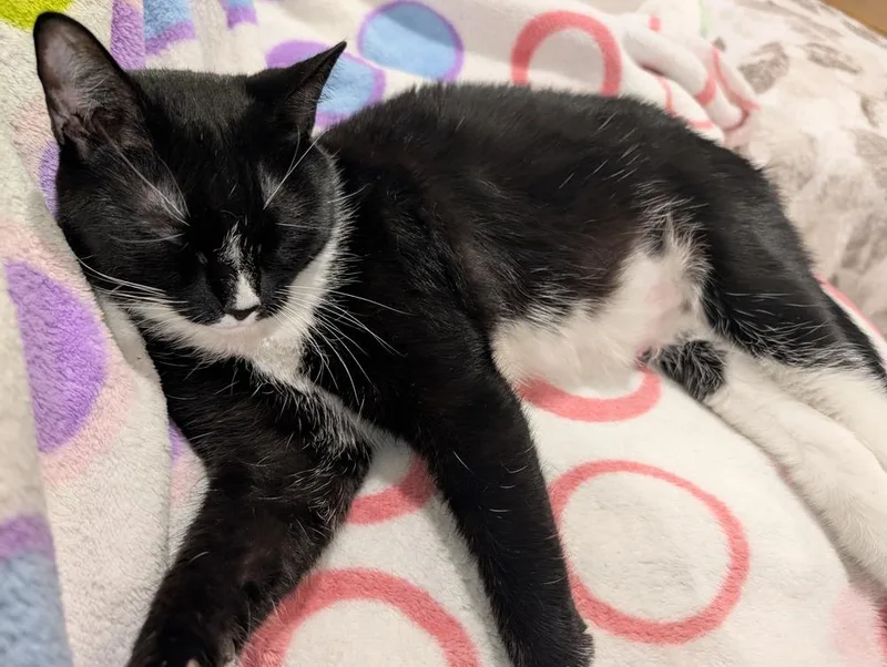 Momma Persephone thumbnail 6