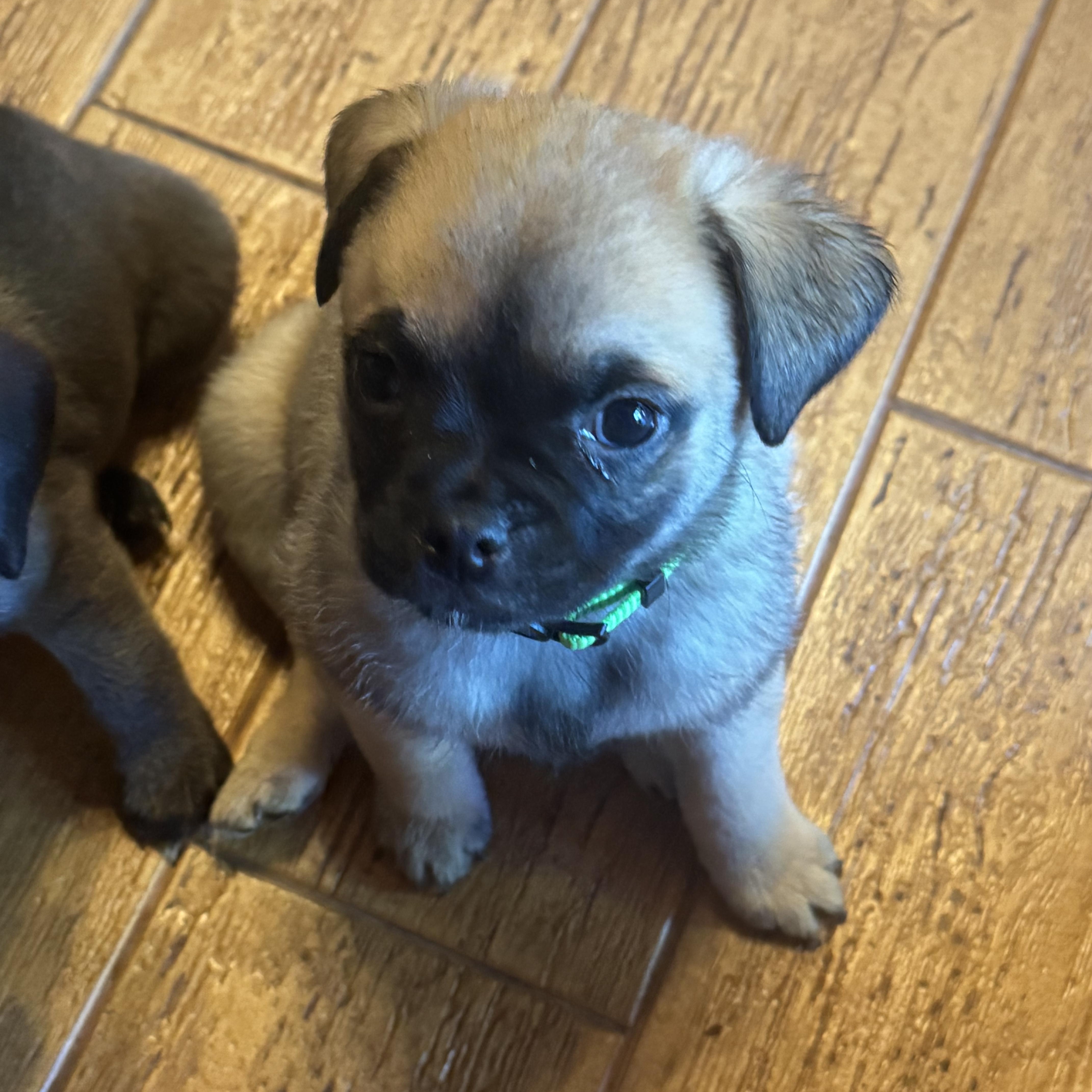 A baby small-sized male Yellow / Tan / Blond / Fawn Pug dog named Dougie for adoption in Seal Beach, CA