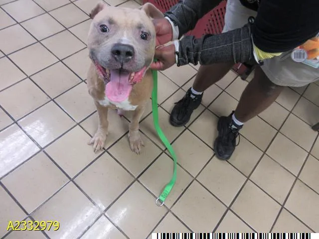 A young medium-sized male Mixed Breed dog named Beau for adoption in West Palm Beach, FL