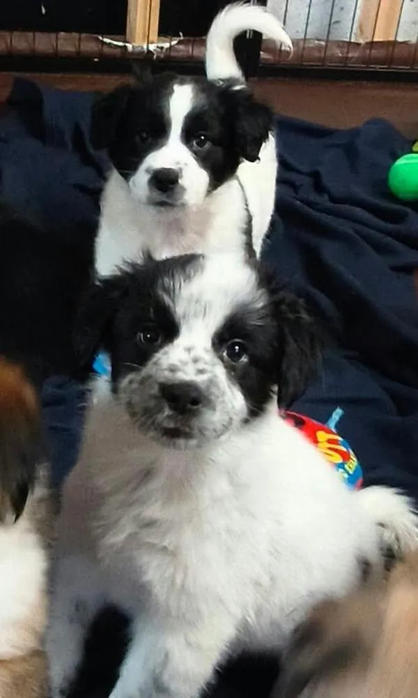 Cookie Paws : Oreo thumbnail 2