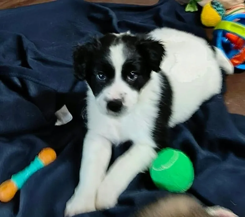 Cookie Paws : Oreo thumbnail 3
