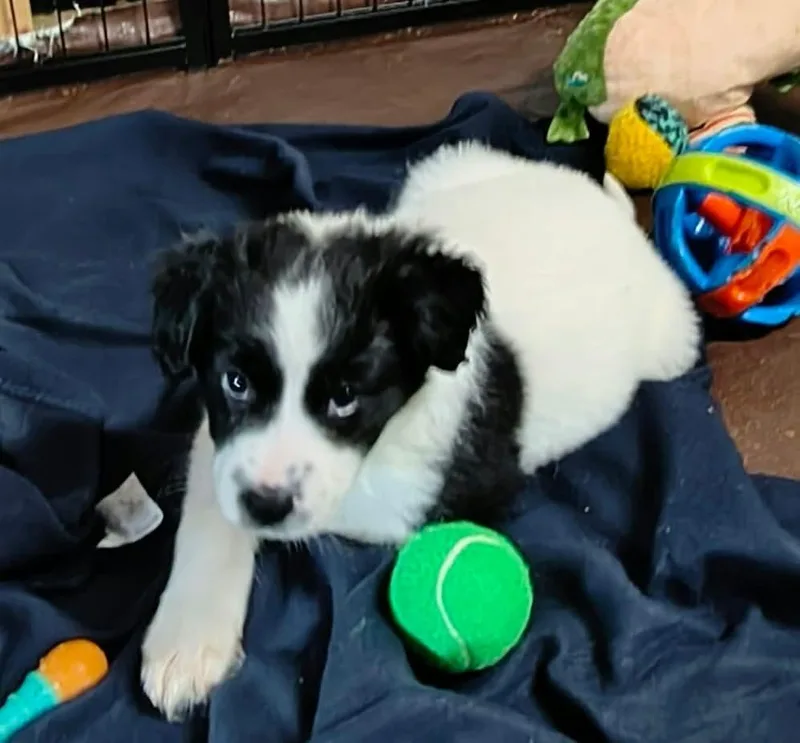 Cookie Paws : Oreo thumbnail 4