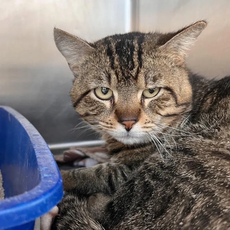 A young medium-sized male Brown / Chocolate Domestic Short Hair cat named Hershey for adoption in Las Vegas, NV