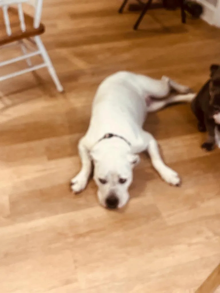 An adult medium-sized female American Staffordshire Terrier dog named Luna for adoption in Richland Hills, TX