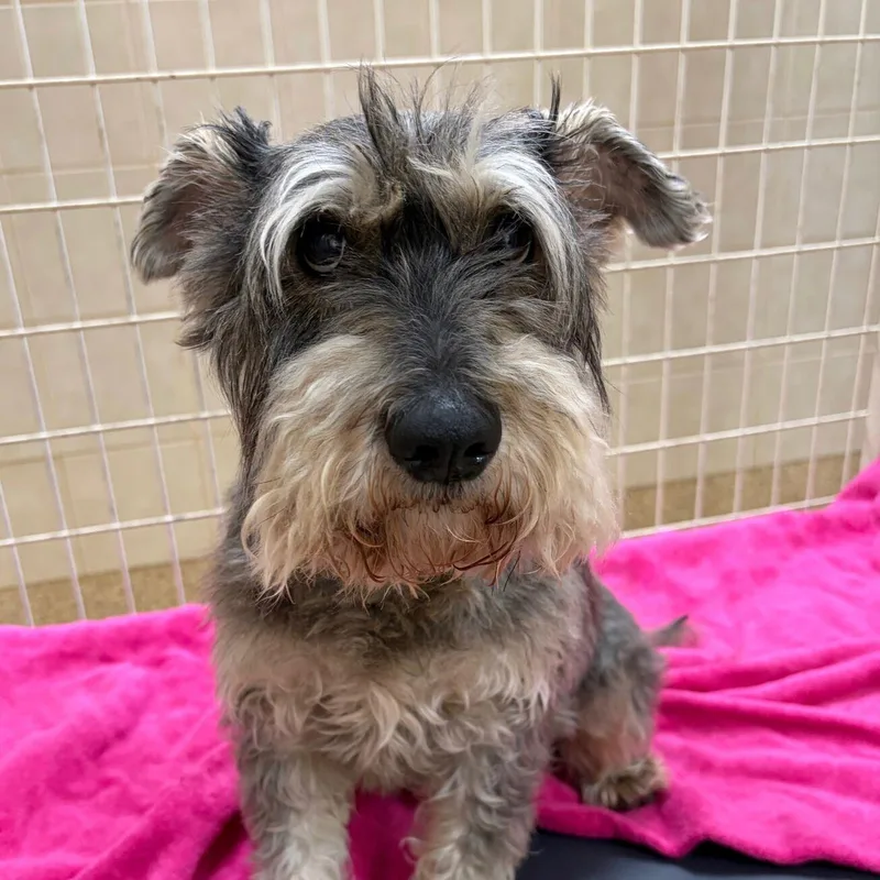 An adult medium-sized male Schnauzer dog named Larry for adoption in Kerrville, TX