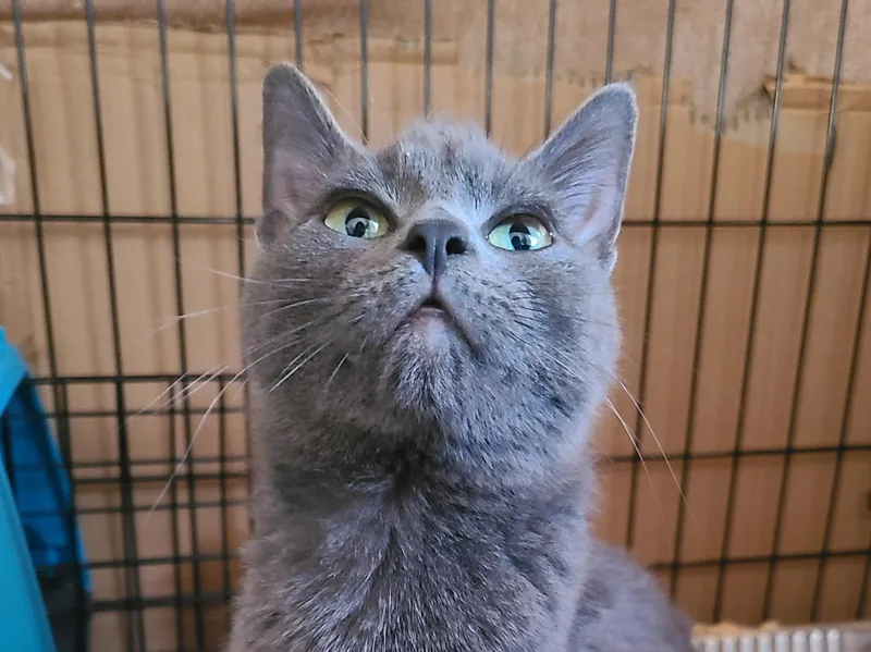 A young medium-sized female Gray / Blue / Silver Domestic Short Hair cat named Doris for adoption in Milwaukee, WI