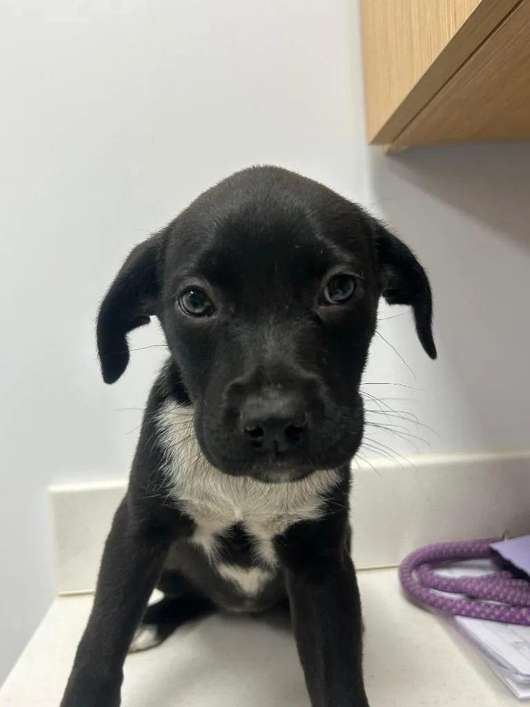 A baby medium-sized female Shepherd dog named May for adoption in Hartsville, SC