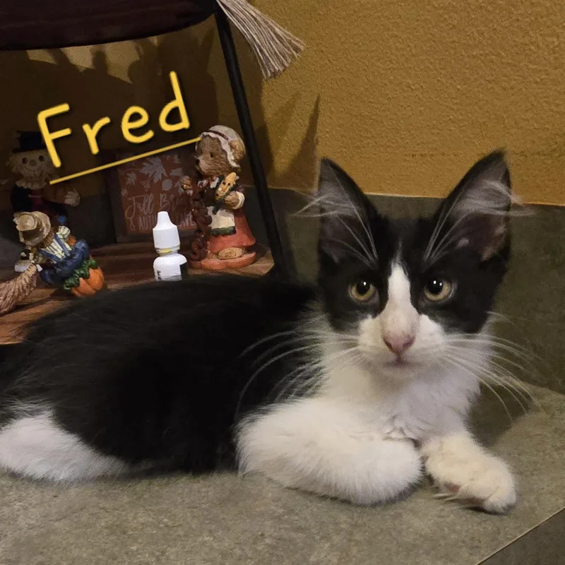 A baby small-sized male Domestic Medium Hair cat named Fred for adoption in Bentonville, AR