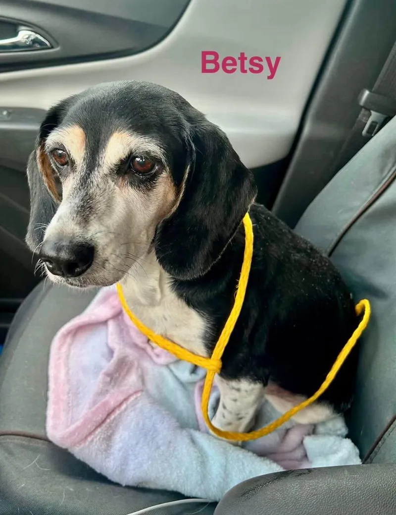 An adult small-sized female Tricolor (Brown, Black, & White) Beagle dog named Betsy for adoption in Madisonville, LA