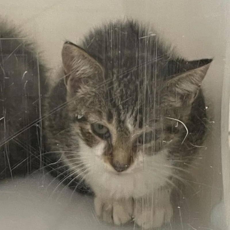 A baby small-sized female Brown / Chocolate Domestic Short Hair cat named Fritter for adoption in Columbus, GA