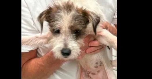 A young small-sized male Tricolor (Brown, Black, & White) Terrier dog named Little Woofs: Finn for adoption in Dallas, TX