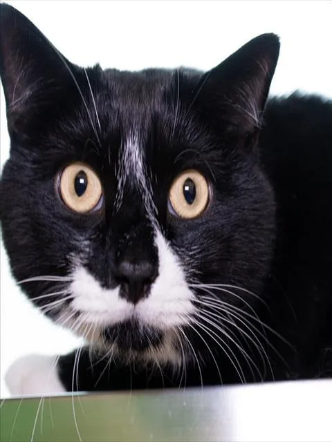 An adult medium-sized male Domestic Short Hair cat named Monkey for adoption in Boston, MA