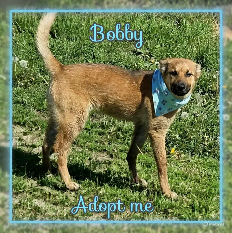 A young medium-sized male Golden German Shepherd Dog dog named Bobby for adoption in Grove, OK