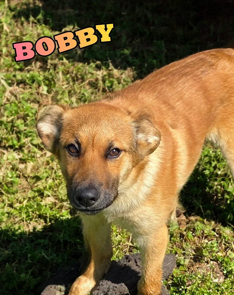 Bobby thumbnail 2