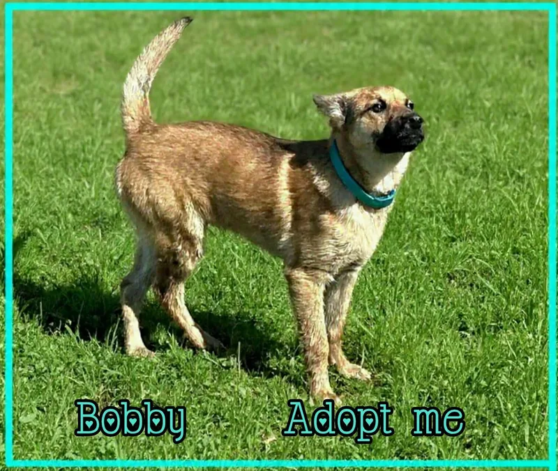 Bobby thumbnail 3
