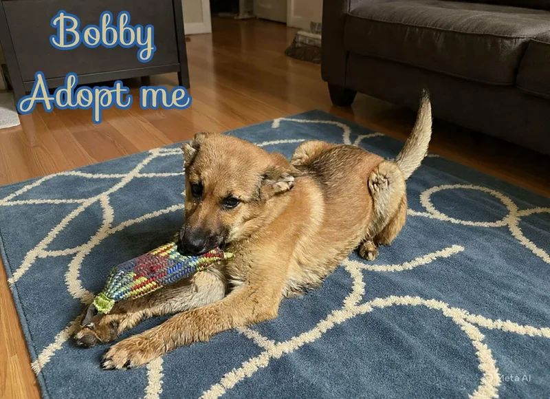 Bobby thumbnail 4