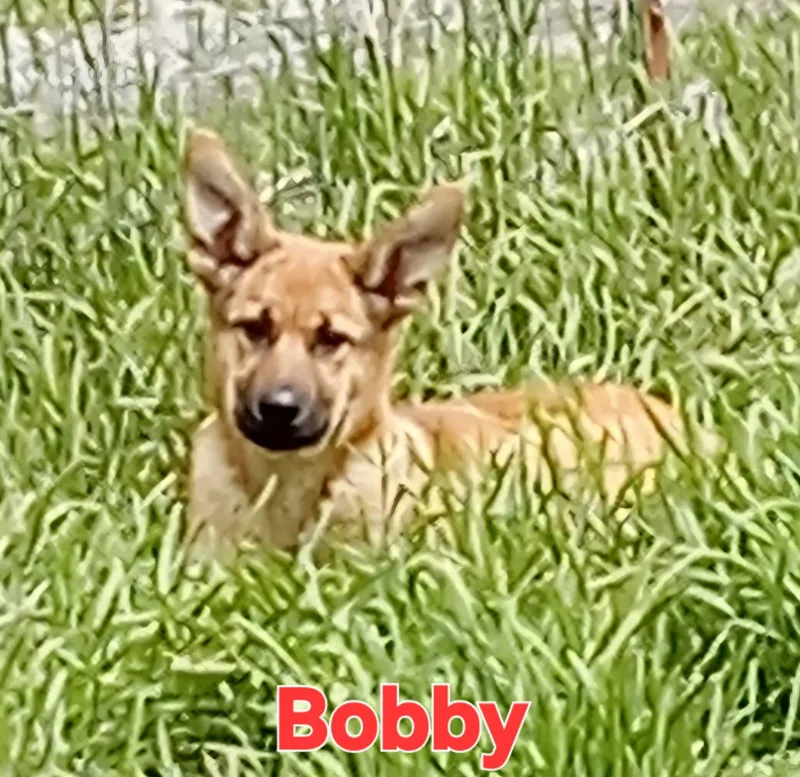 Bobby thumbnail 5