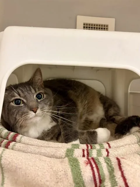 An adult medium-sized female Domestic Medium Hair cat named Sweetie for adoption in Statesville, NC