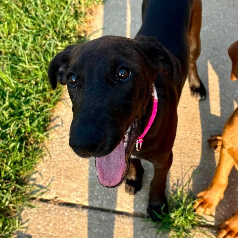 A baby small-sized female Black Hound dog named Cygnet for adoption in Shawnee, KS