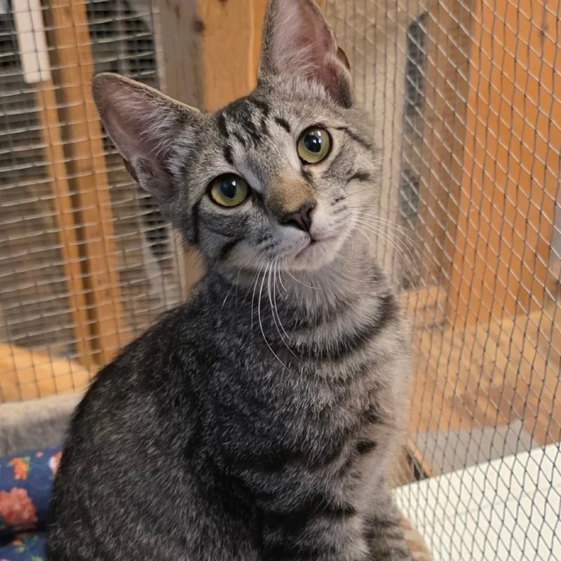 A young small-sized male Brown / Chocolate Domestic Short Hair cat named Andy for adoption in Frederick, MD