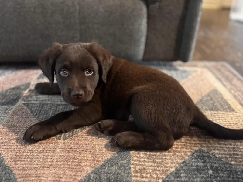 A baby medium-sized male Brown / Chocolate Labrador Retriever dog named Archie for adoption in Mount Juliet, TN