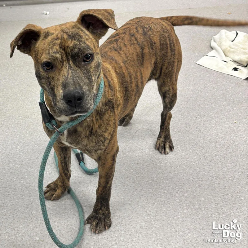 A young large-sized female Shepherd dog named Juniper for adoption in Washington, DC