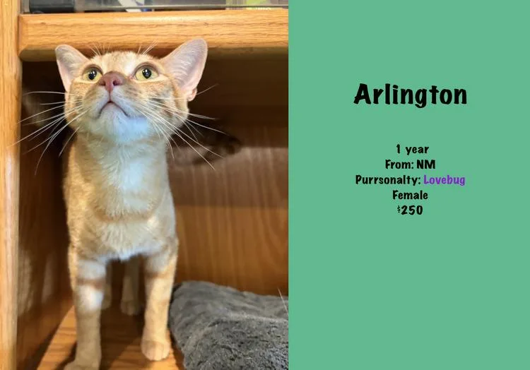 An adult medium-sized female Domestic Short Hair cat named Arlington for adoption in Lafayette, CO