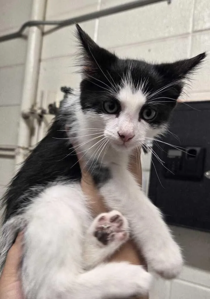 A baby medium-sized male White Domestic Short Hair cat named Poltergeist for adoption in Fruit Heights, UT