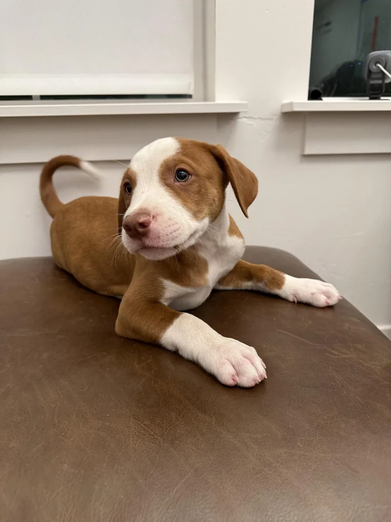 Copper